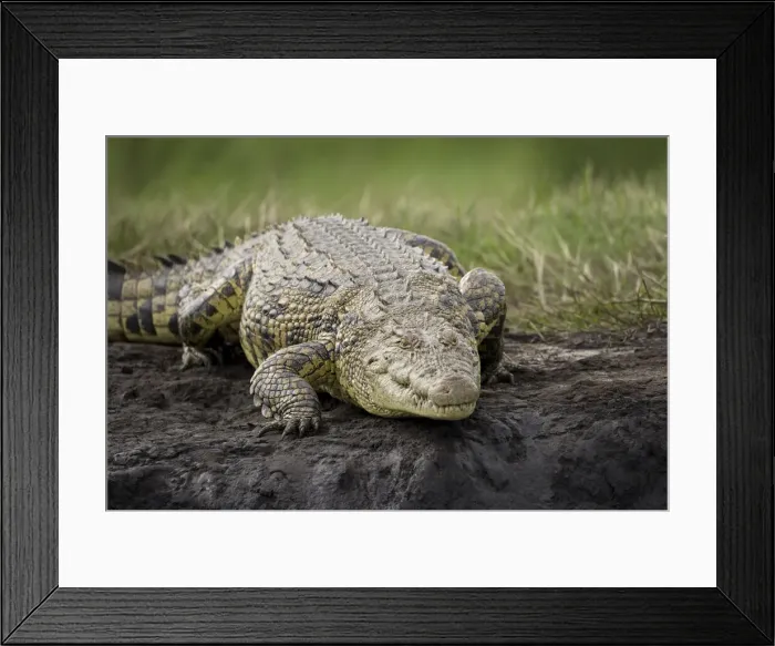 Framed Print : DDE-90019392
