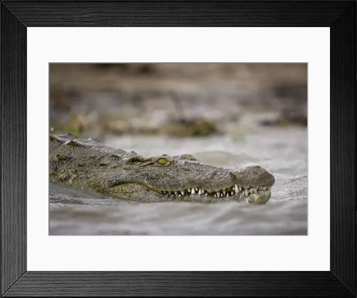 Framed Print : DDE-90019393 Framed Print : DDE-90019393