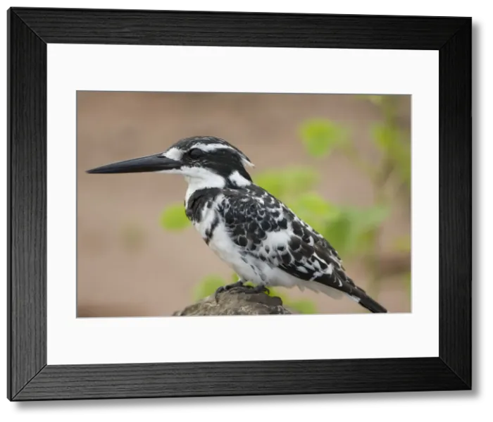 Framed Print : DDE-90019394 Framed Print : DDE-90019394