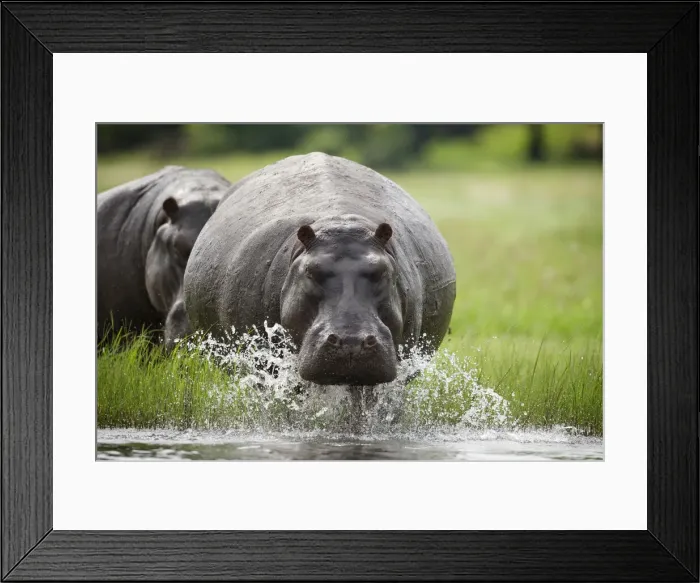 Framed Print : DDE-90019390 Framed Print : DDE-90019390