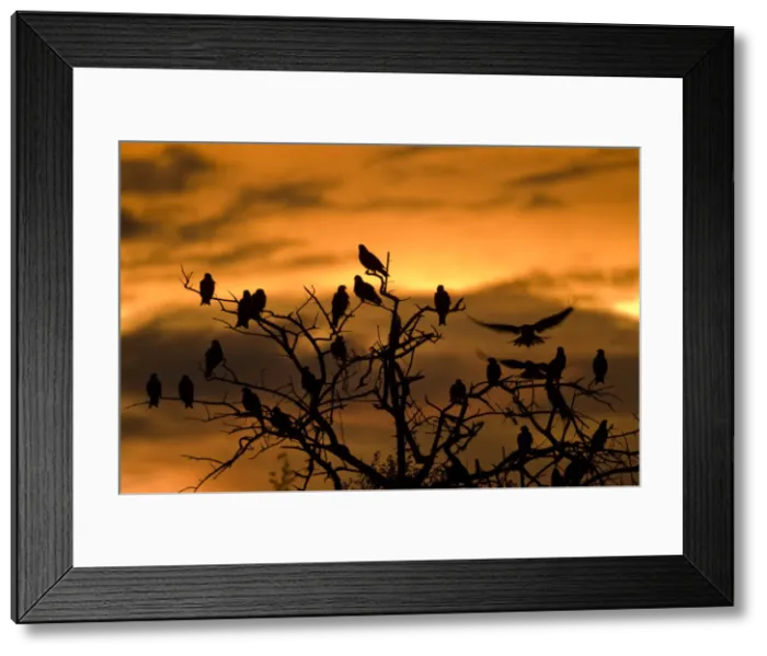 Framed Print : DDE-90019397 Framed Print : DDE-90019397