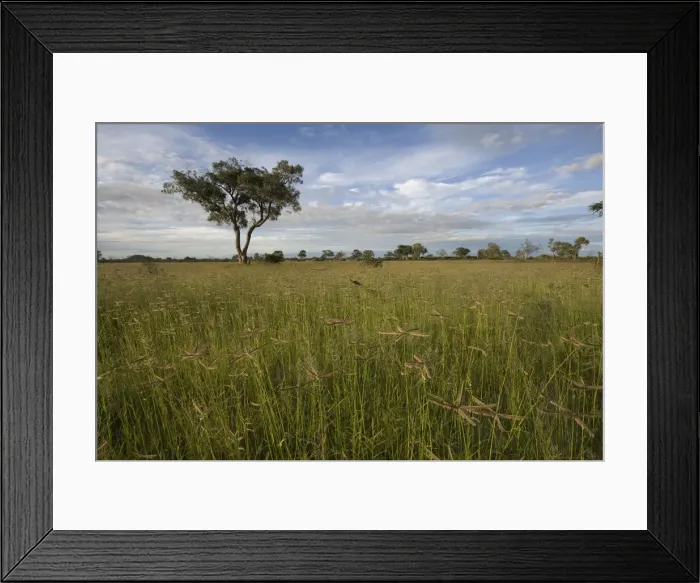Framed Print : DDE-90019395 Framed Print : DDE-90019395