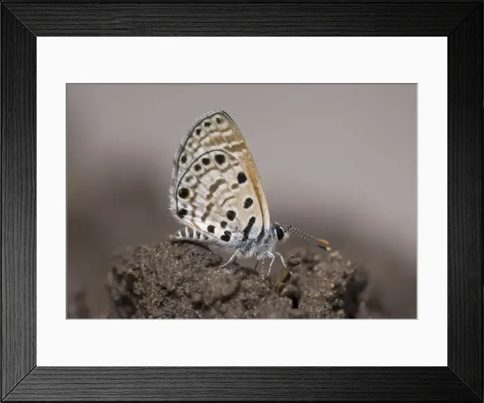 Framed Print : DDE-90019398 Framed Print : DDE-90019398
