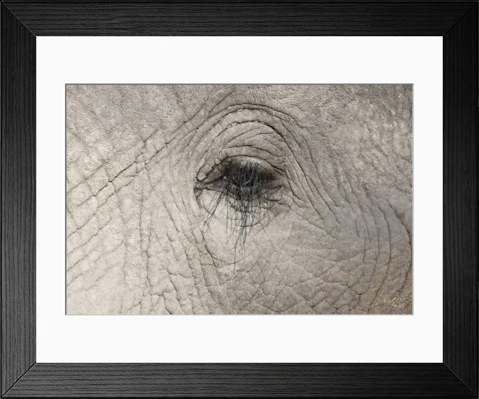 Framed Print : DDE-90019403 Framed Print : DDE-90019403