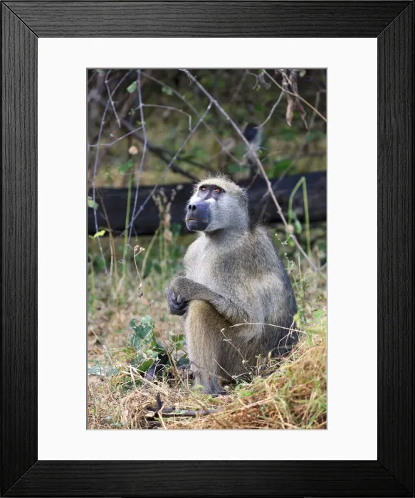 Framed Print : DDE-90019405 Framed Print : DDE-90019405