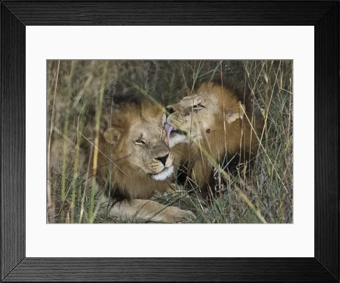 Framed Print : DDE-90019408