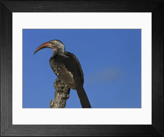 Framed Print : DDE-90019407 Framed Print : DDE-90019407