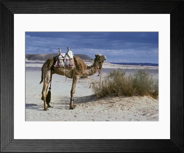 Framed Print : DDE-90019430 Framed Print : DDE-90019430