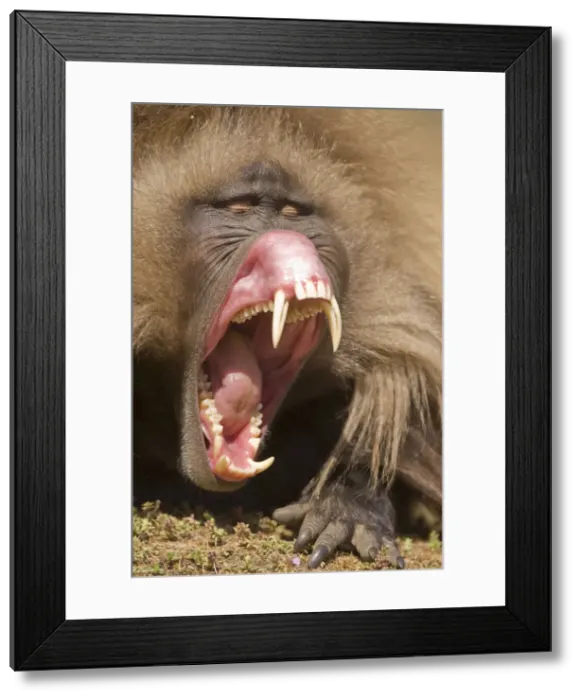 Framed Print : DDE-90019436 Framed Print : DDE-90019436