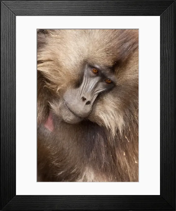 Framed Print : DDE-90019435 Framed Print : DDE-90019435