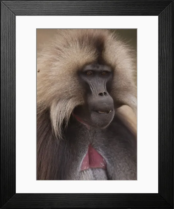 Framed Print : DDE-90019437 Framed Print : DDE-90019437