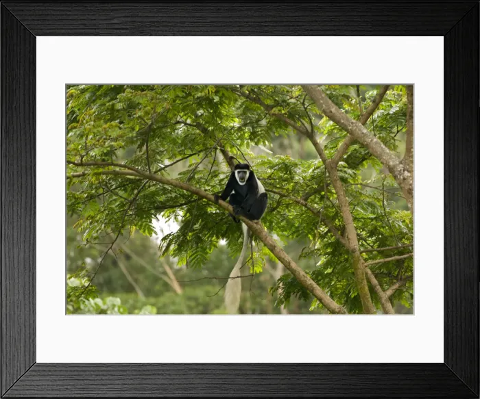 Framed Print : DDE-90019438 Framed Print : DDE-90019438