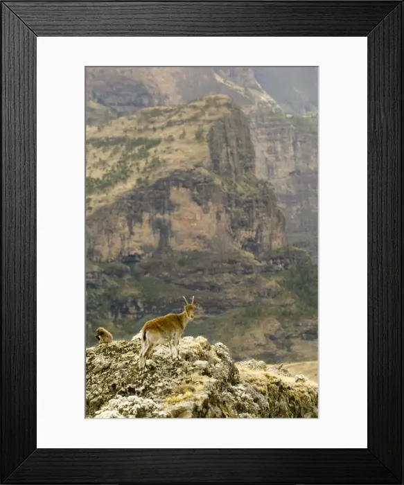 Framed Print : DDE-90019440 Framed Print : DDE-90019440