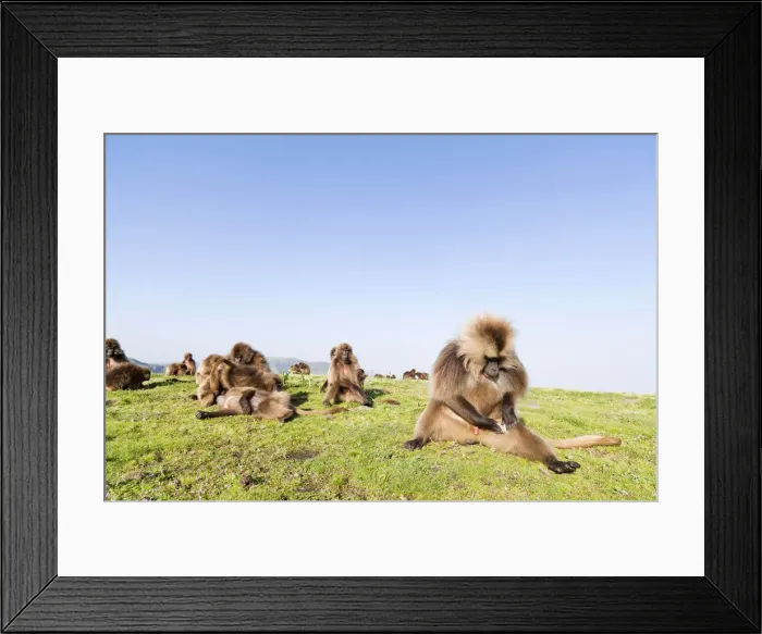 Framed Print : DDE-90019447 Framed Print : DDE-90019447