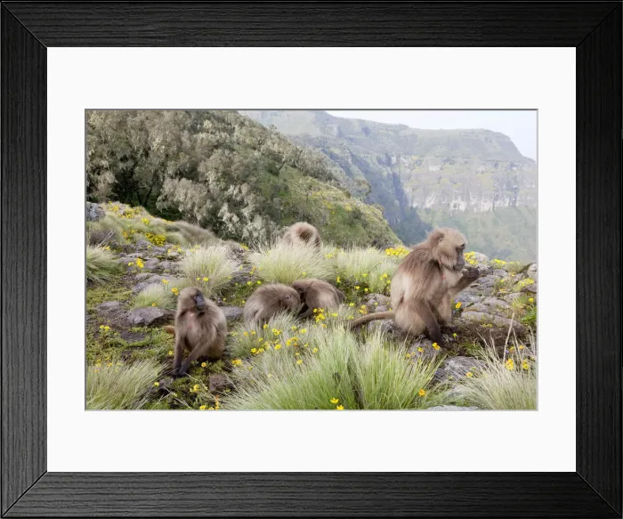 Framed Print : DDE-90019446