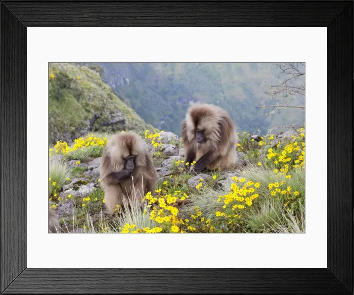 Framed Print : DDE-90019448 Framed Print : DDE-90019448