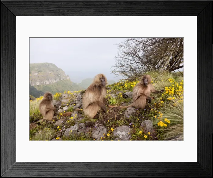 Framed Print : DDE-90019449 Framed Print : DDE-90019449