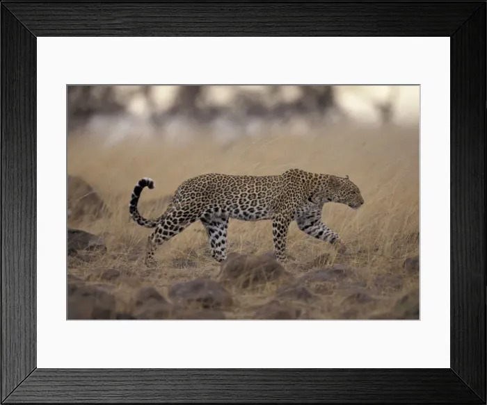 Framed Print : DDE-90019460 Framed Print : DDE-90019460