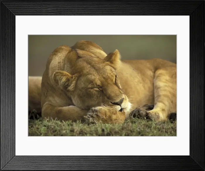 Framed Print : DDE-90019459 Framed Print : DDE-90019459