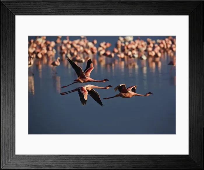 Framed Print : DDE-90019465 Framed Print : DDE-90019465