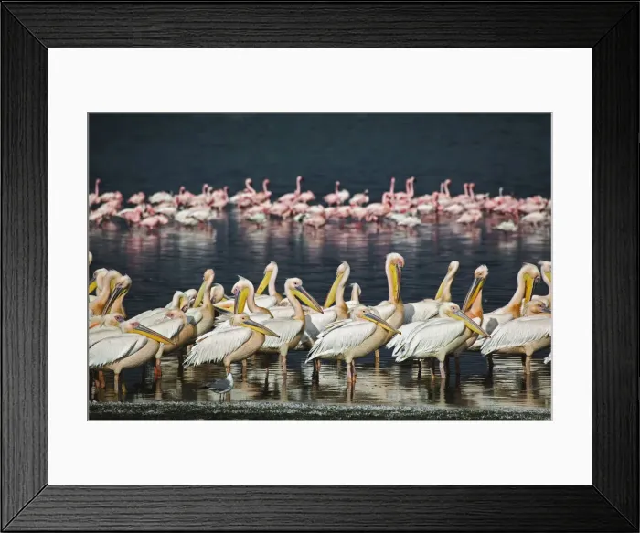 Framed Print : DDE-90019466 Framed Print : DDE-90019466