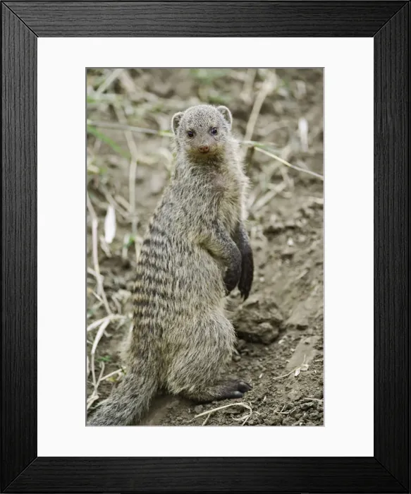 Framed Print : DDE-90019463 Framed Print : DDE-90019463
