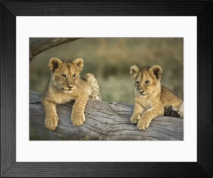 Framed Print : DDE-90019468 Framed Print : DDE-90019468