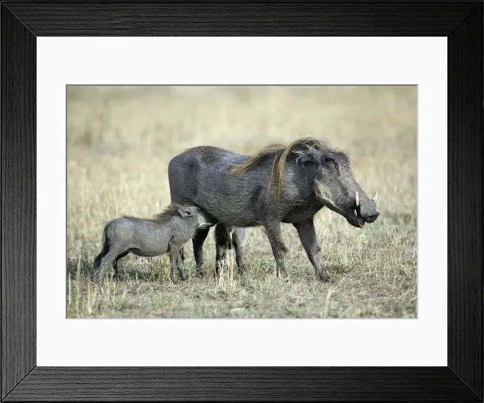 Framed Print : DDE-90019470 Framed Print : DDE-90019470