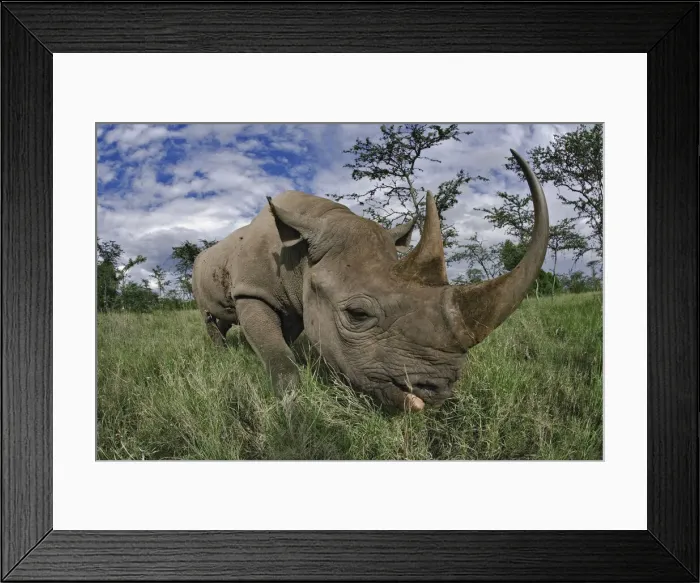 Framed Print : DDE-90019473 Framed Print : DDE-90019473