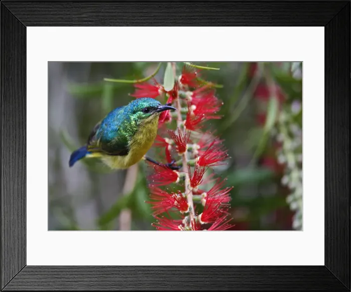 Framed Print : DDE-90019474 Framed Print : DDE-90019474