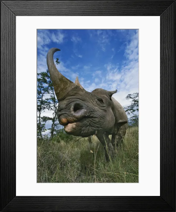 Framed Print : DDE-90019472 Framed Print : DDE-90019472