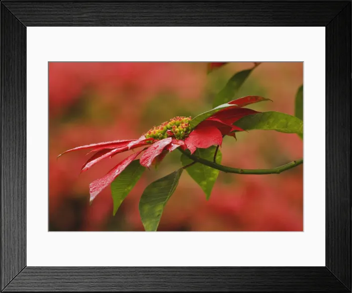 Framed Print : DDE-90019476