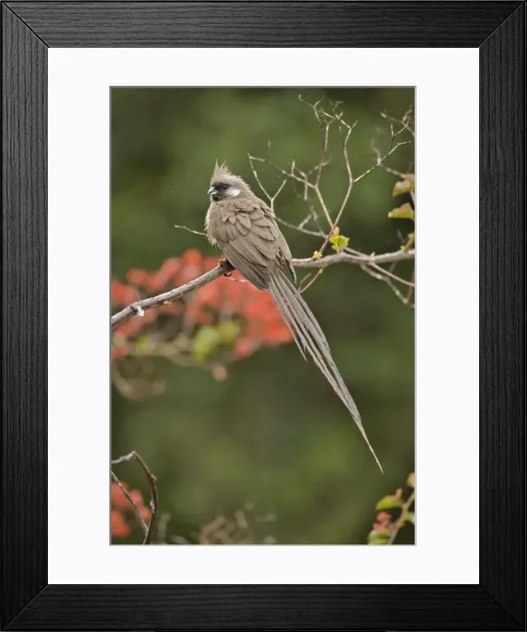 Framed Print : DDE-90019477 Framed Print : DDE-90019477