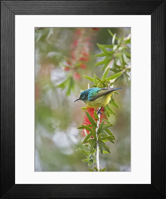 Framed Print : DDE-90019475