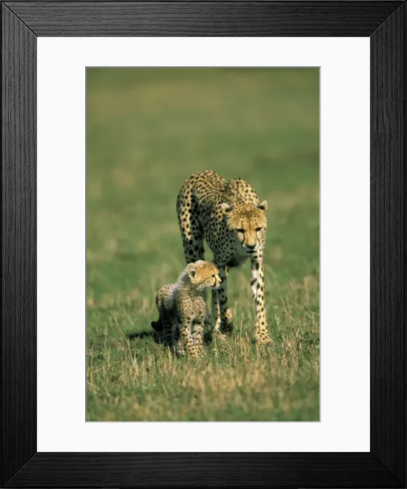 Framed Print : DDE-90019480 Framed Print : DDE-90019480