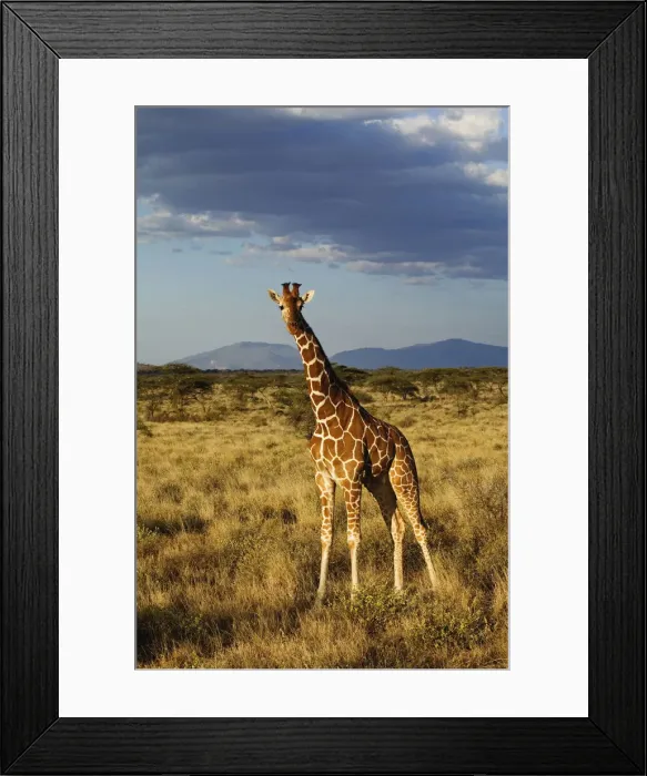 Framed Print : DDE-90019479 Framed Print : DDE-90019479