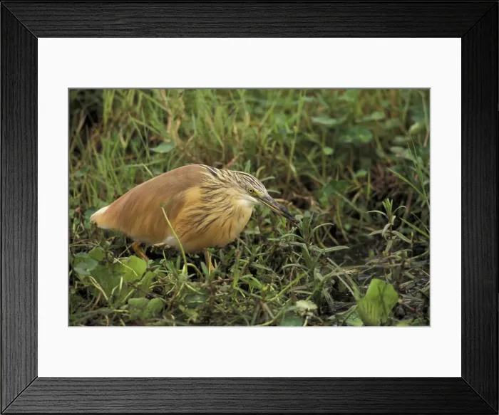 Framed Print : DDE-90019481 Framed Print : DDE-90019481