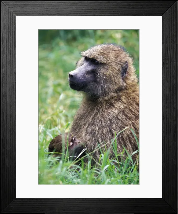 Framed Print : DDE-90019483 Framed Print : DDE-90019483