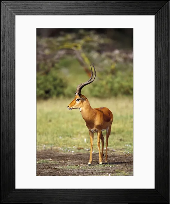 Framed Print : DDE-90019482 Framed Print : DDE-90019482