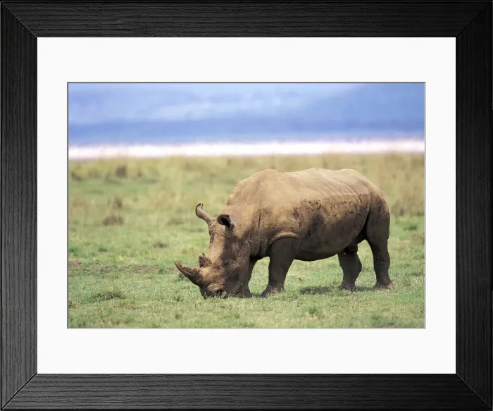 Framed Print : DDE-90019484 Framed Print : DDE-90019484