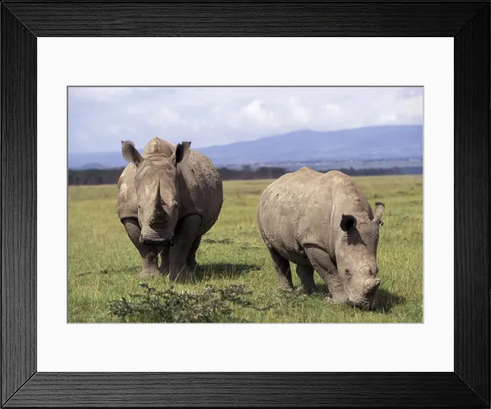 Framed Print : DDE-90019485 Framed Print : DDE-90019485