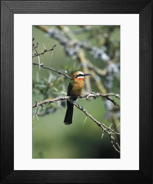 Framed Print : DDE-90019486 Framed Print : DDE-90019486