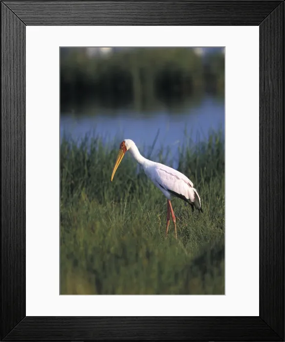 Framed Print : DDE-90019487 Framed Print : DDE-90019487