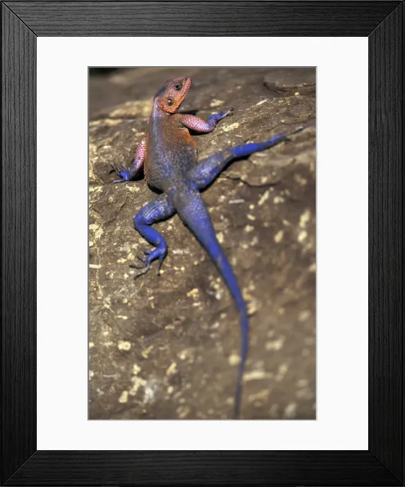 Framed Print : DDE-90019489 Framed Print : DDE-90019489