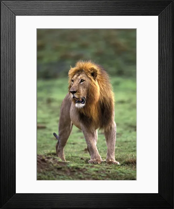 Framed Print : DDE-90019488 Framed Print : DDE-90019488