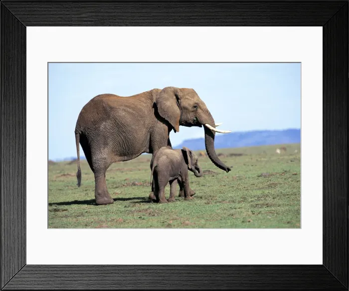 Framed Print : DDE-90019490 Framed Print : DDE-90019490