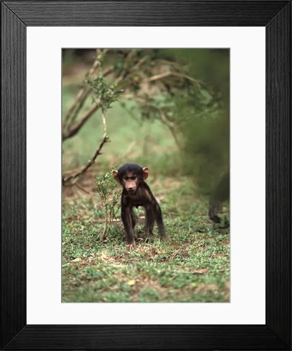 Framed Print : DDE-90019491 Framed Print : DDE-90019491