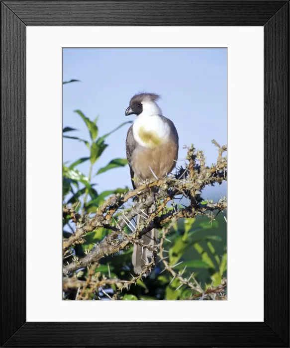 Framed Print : DDE-90019492 Framed Print : DDE-90019492