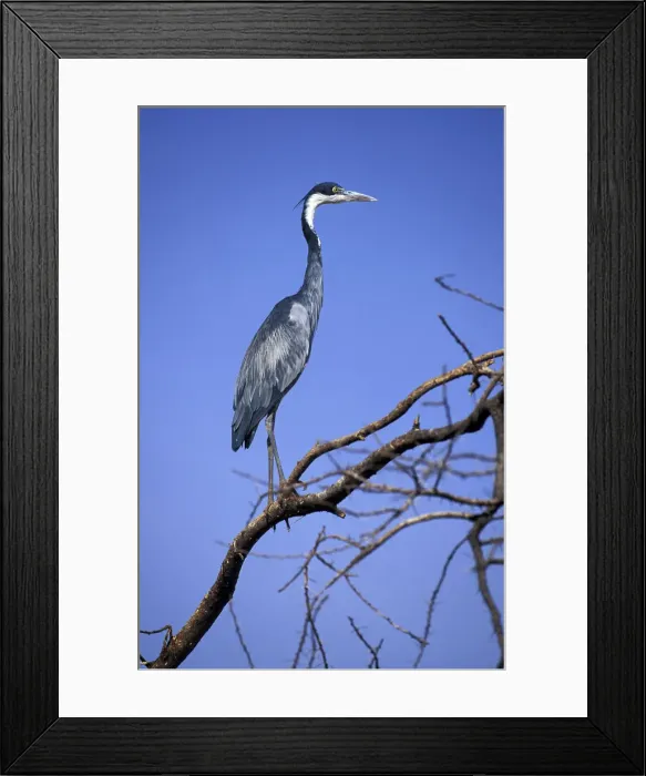 Framed Print : DDE-90019493 Framed Print : DDE-90019493