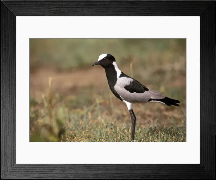 Framed Print : DDE-90019494 Framed Print : DDE-90019494